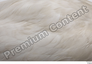 Stork  2 back feathers wing 0002.jpg